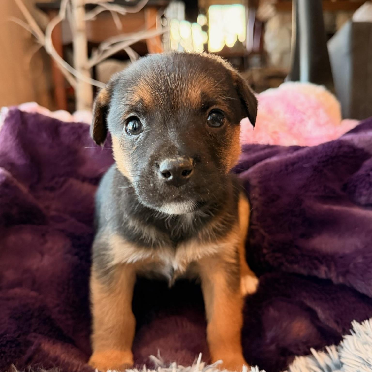 Bentley , ADOPTABLE, Puppy Male Rat Terrier.