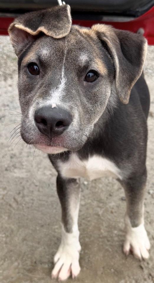 Doug, Adoptable, Puppy Male Pit Bull Terrier.
