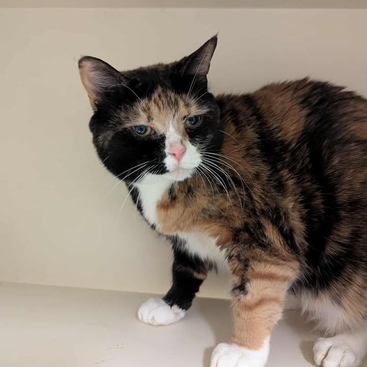 Hilda, Adoptable, Senior Female American Shorthair.