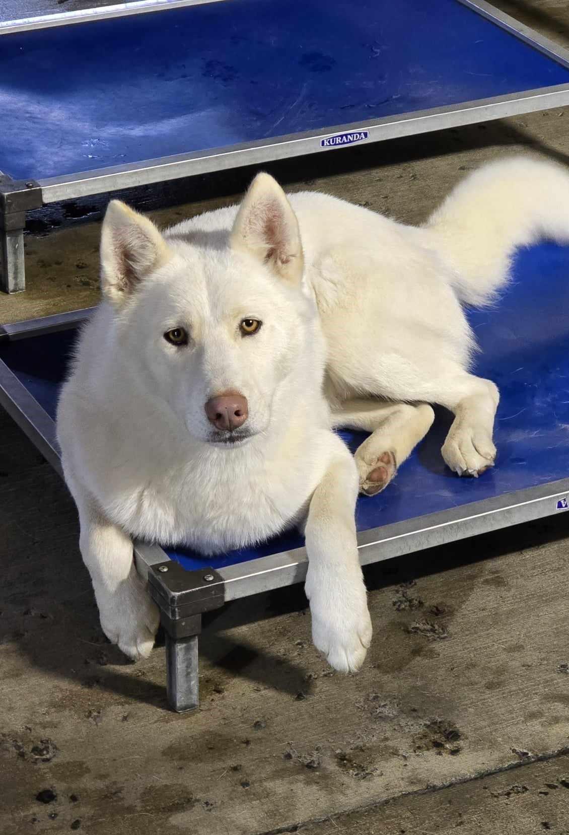 Wave: RIDGE DOG GRADUATE FROM PRISON FACILITY