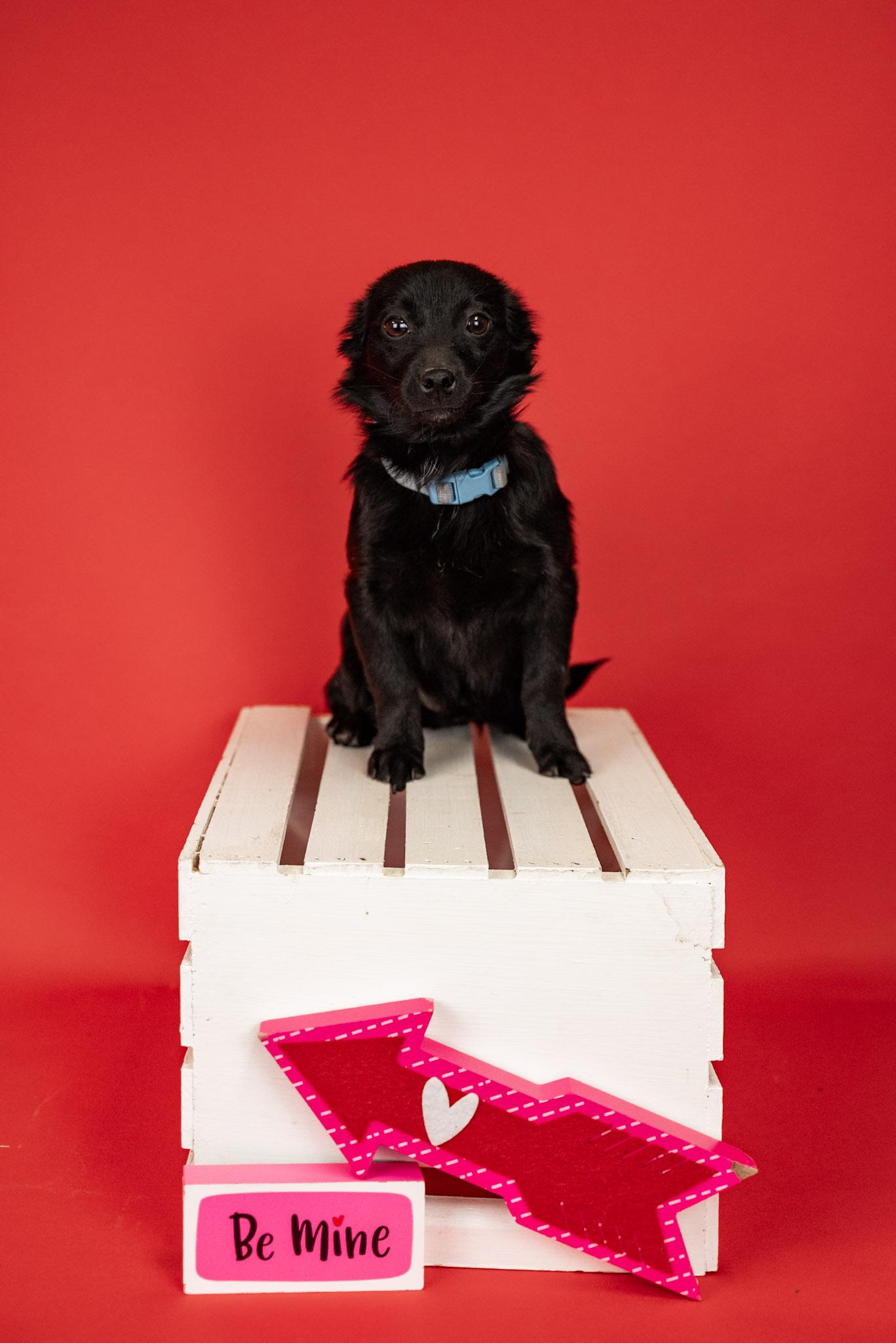 Enlarge 26-26 Taco, a ADOPTABLE mixed breed in Brighton, CO image 1/1