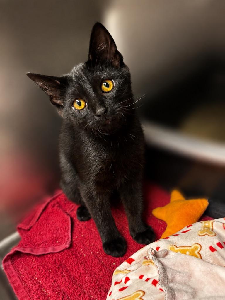 Enlarge Jalapeno, a Adoptable mixed breed in Lima, OH image 1/1