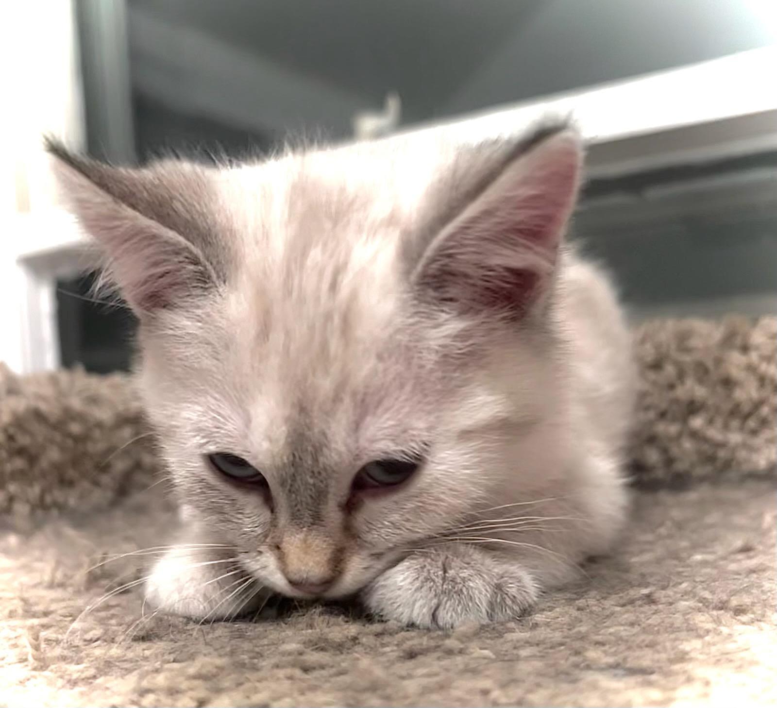 Enlarge Elsa, an adopted Domestic Medium Hair in Valley City, ND image 3/3