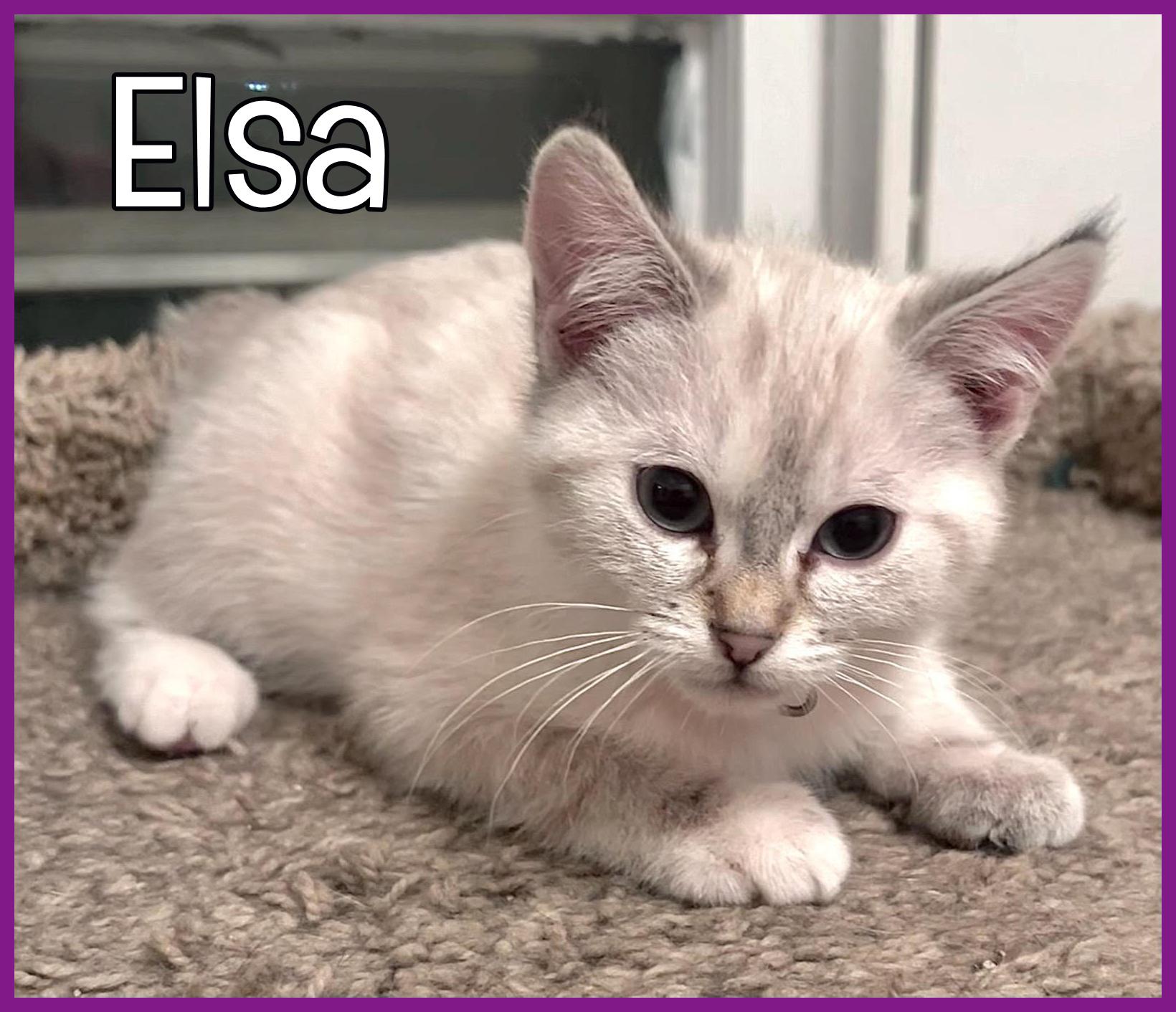 Enlarge Elsa, an adopted Domestic Medium Hair in Valley City, ND image 1/3