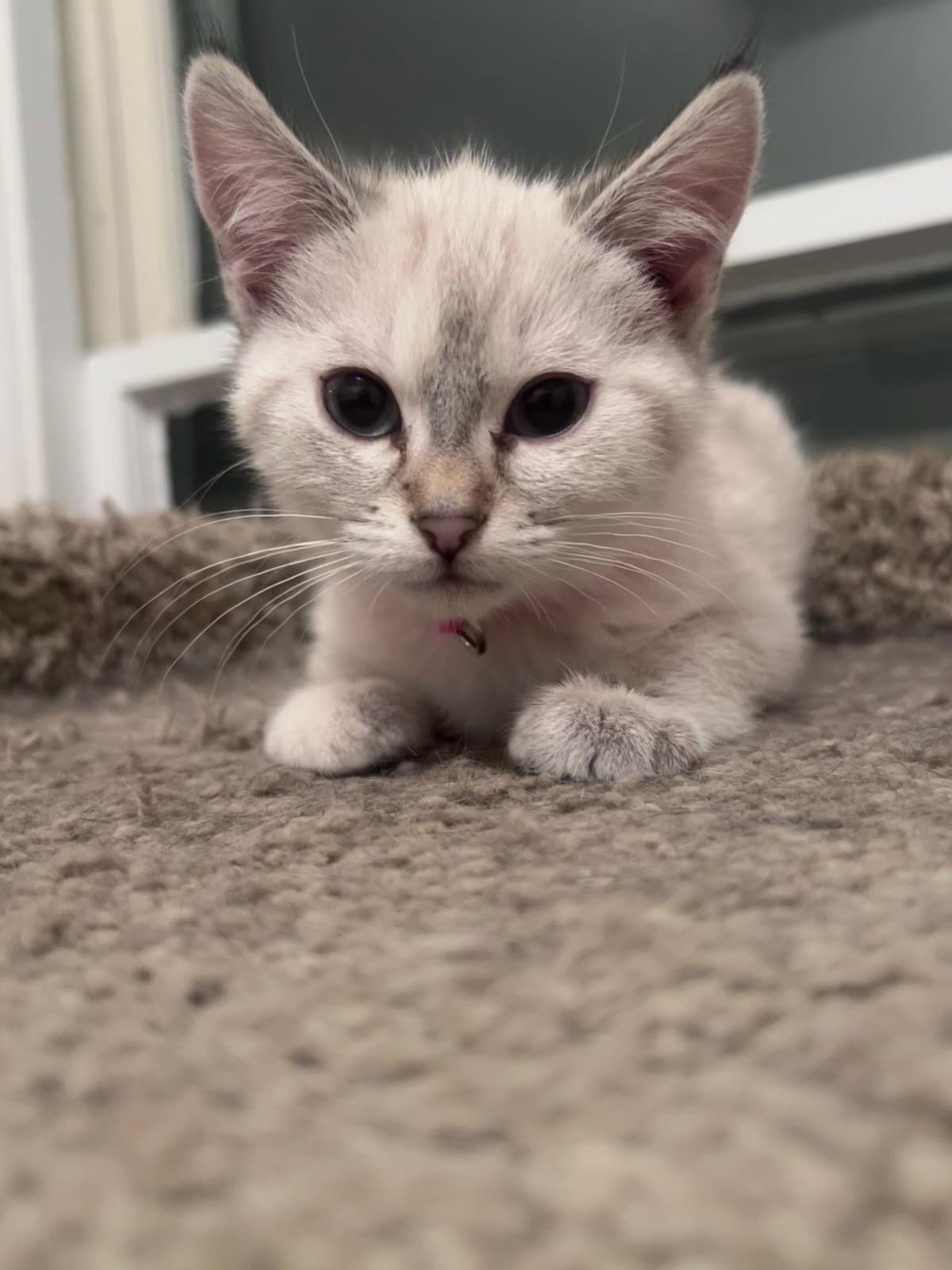 Enlarge Elsa, an adopted Domestic Medium Hair in Valley City, ND image 2/3
