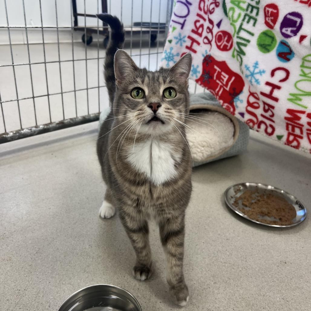 Enlarge Lokris, a Adoptable Domestic Short Hair in East Smithfield , PA image 1/6