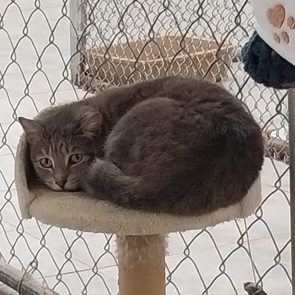 Enlarge Lokris, a Adoptable Domestic Short Hair in East Smithfield , PA image 2/6