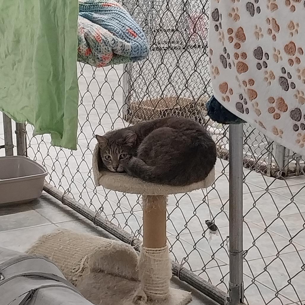 Enlarge Lokris, a Adoptable Domestic Short Hair in East Smithfield , PA image 3/6