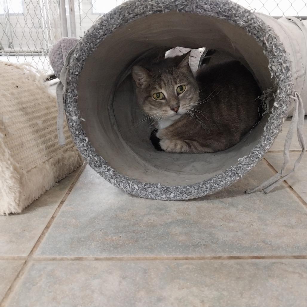 Enlarge Lokris, a Adoptable Domestic Short Hair in East Smithfield , PA image 4/6