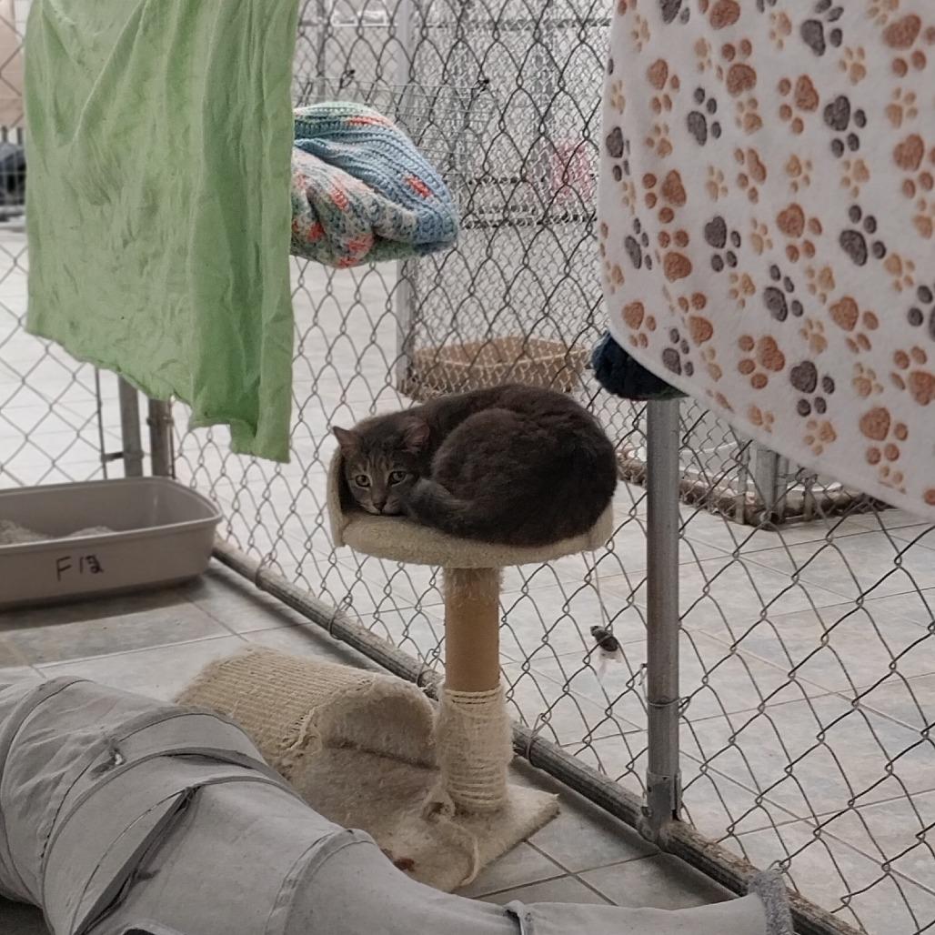 Enlarge Lokris, a Adoptable Domestic Short Hair in East Smithfield , PA image 5/6