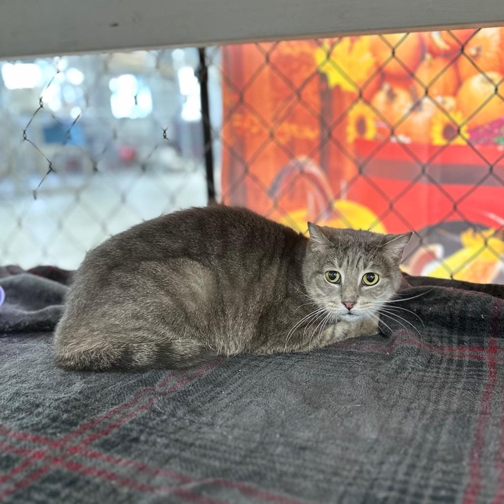 Enlarge Lokris, a Adoptable Domestic Short Hair in East Smithfield , PA image 6/6