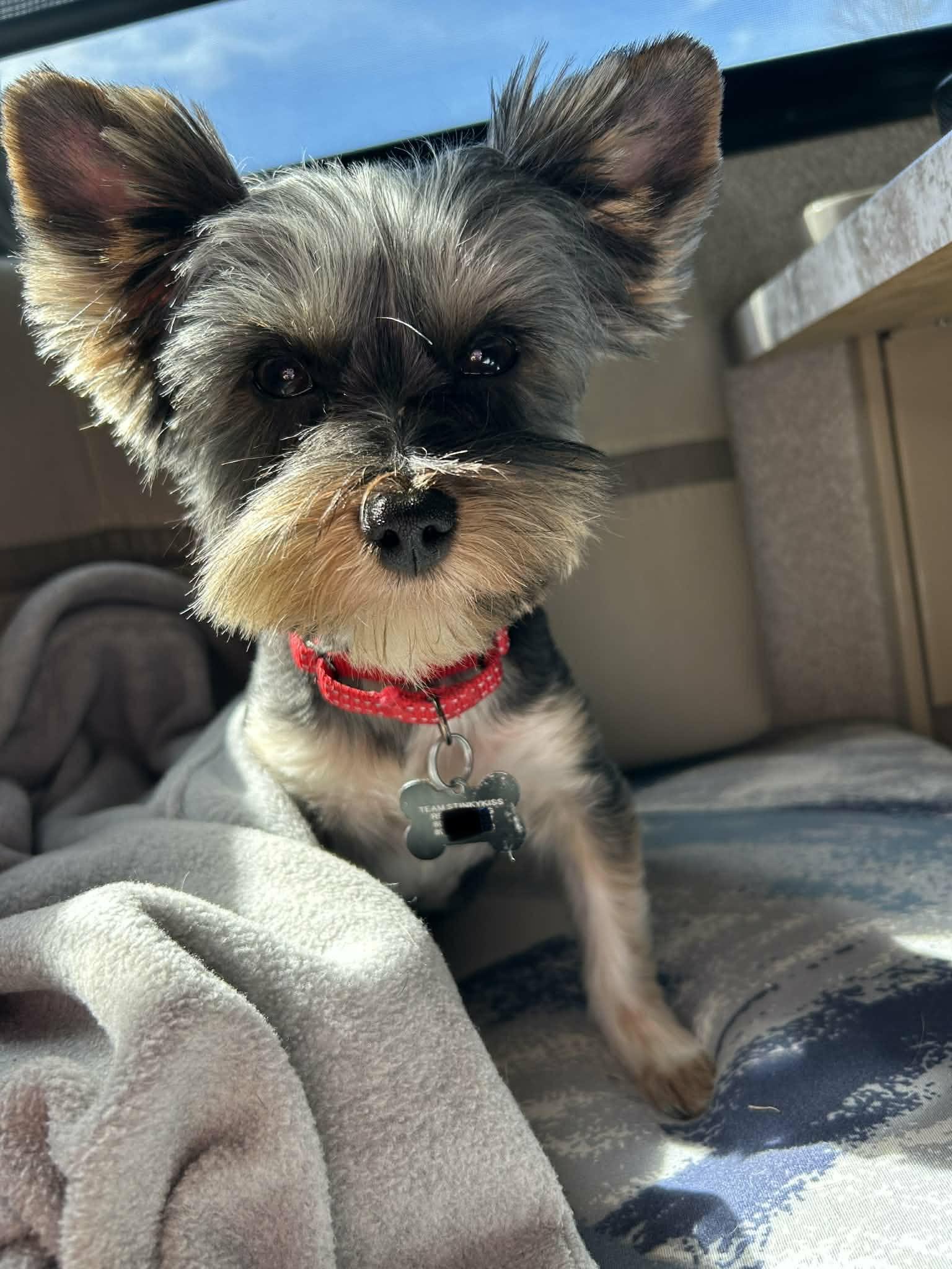 Enlarge Parker , a Adoptable Yorkshire Terrier in Aiken, SC image 4/4