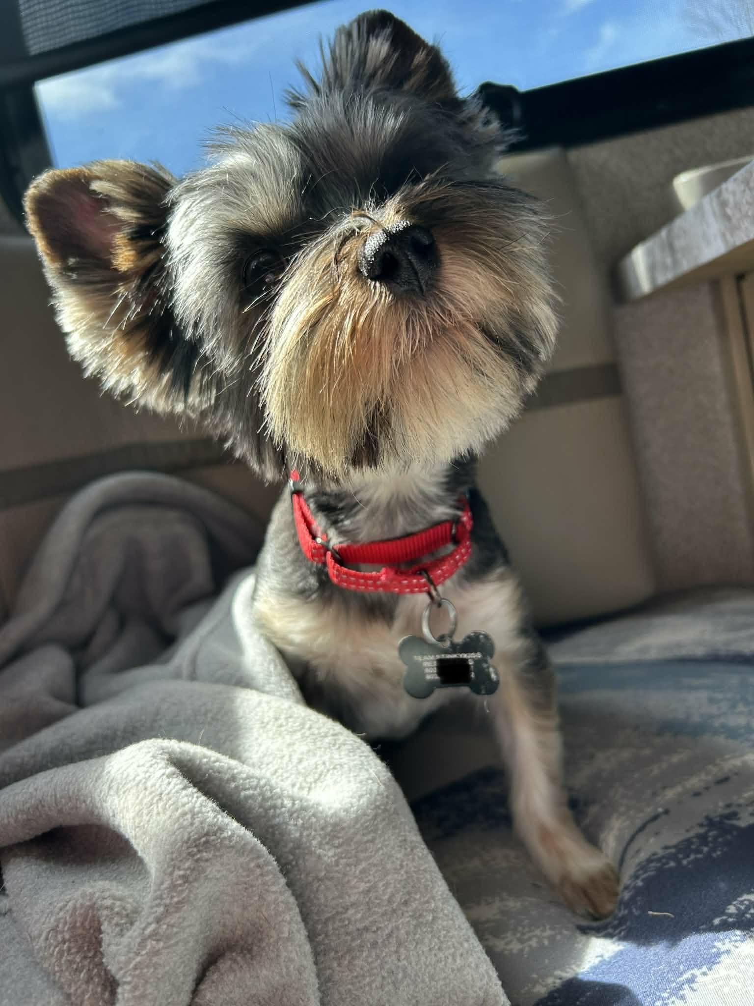 Enlarge Parker , a Adoptable Yorkshire Terrier in Aiken, SC image 3/4