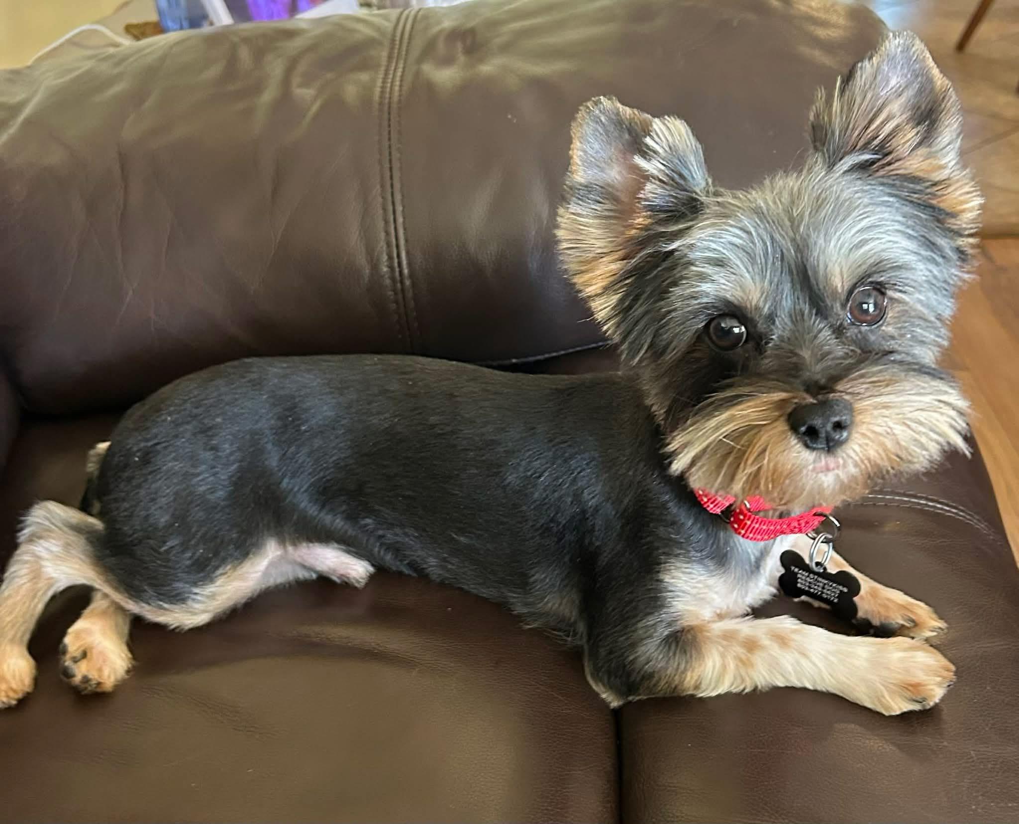 Parker , Adoptable, Young Male Yorkshire Terrier.