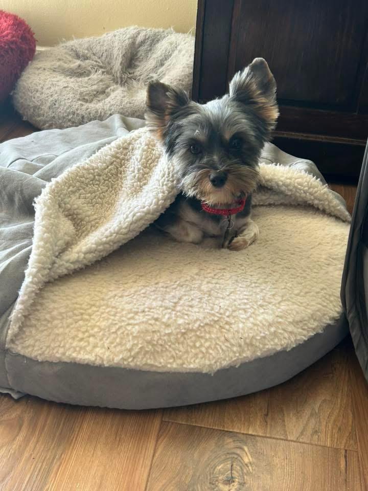 Enlarge Parker , a Adoptable Yorkshire Terrier in Aiken, SC image 2/4