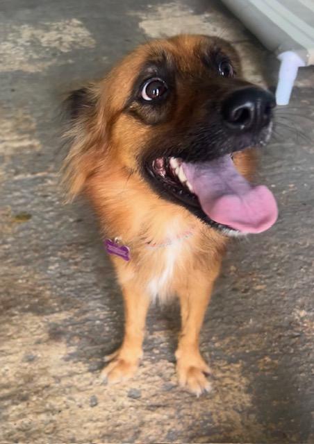 Enlarge Bandit, a ADOPTABLE mixed breed in Milwaukie, OR image 1/6