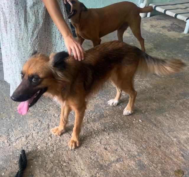 Enlarge Bandit, a ADOPTABLE mixed breed in Milwaukie, OR image 5/6