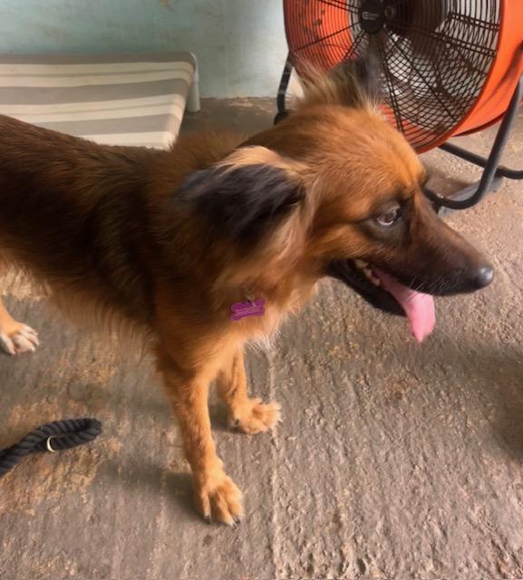 Enlarge Bandit, a ADOPTABLE mixed breed in Milwaukie, OR image 3/6