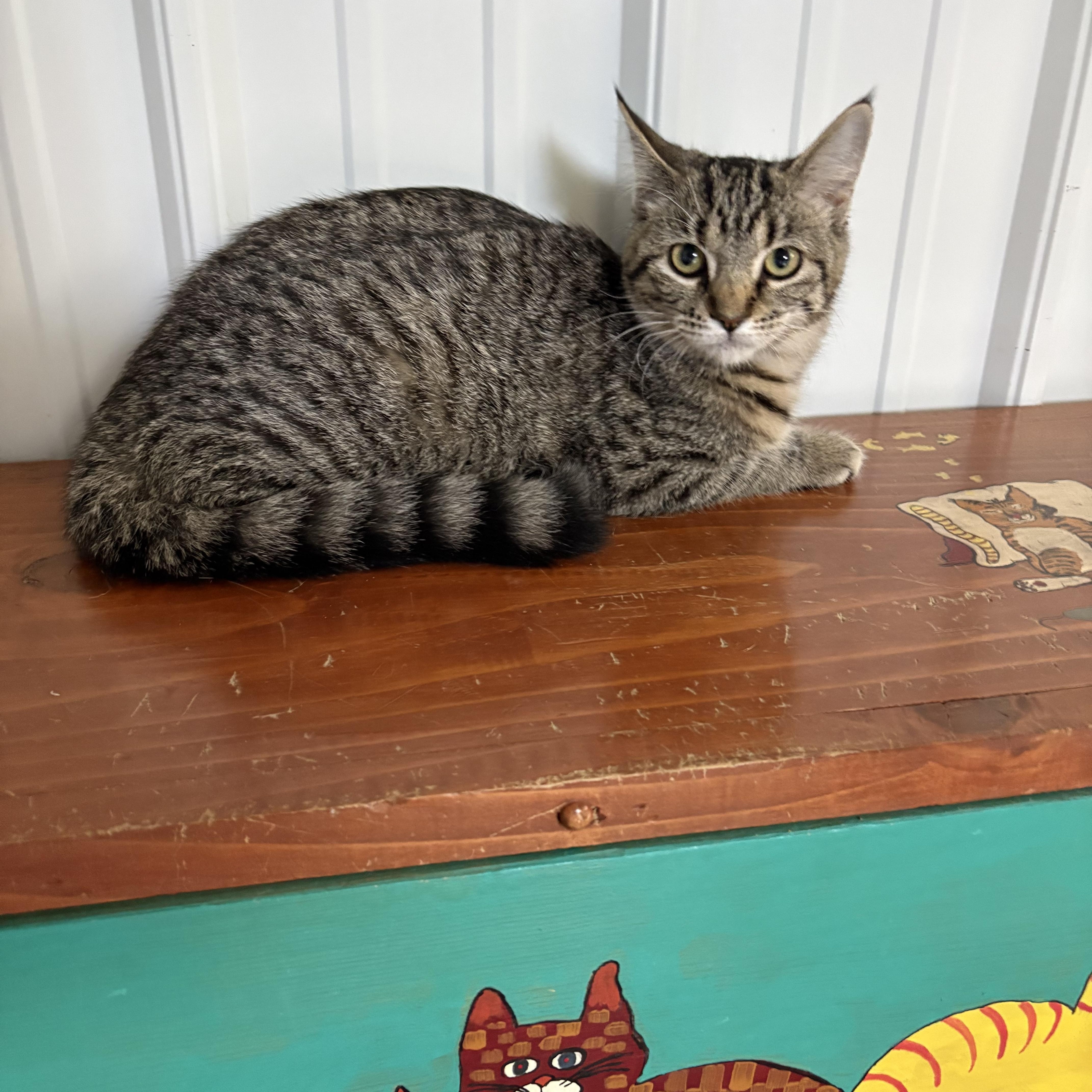 Enlarge Evie, a Adoptable American Shorthair in Big Rapids, MI image 3/3