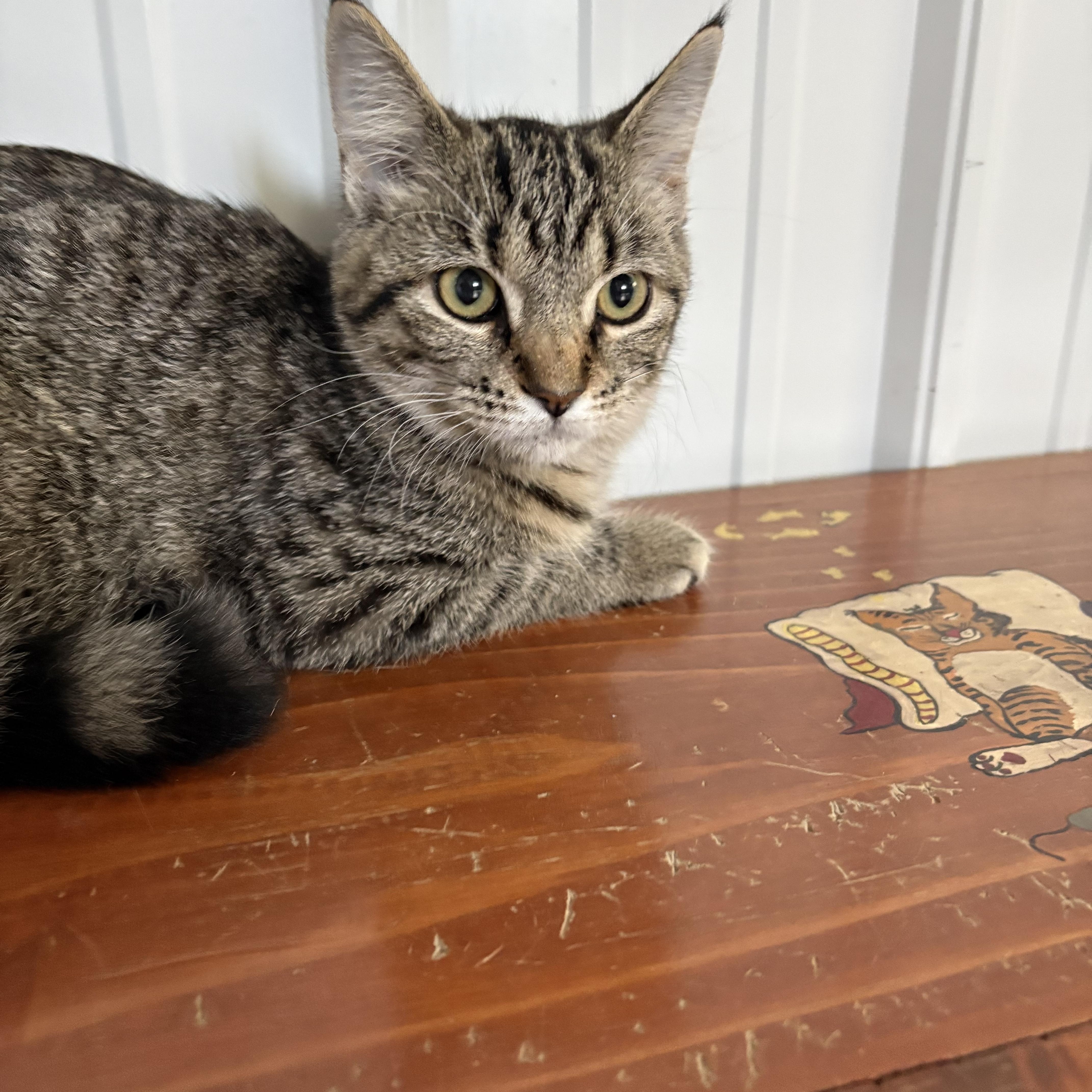 Enlarge Evie, a Adoptable American Shorthair in Big Rapids, MI image 2/3
