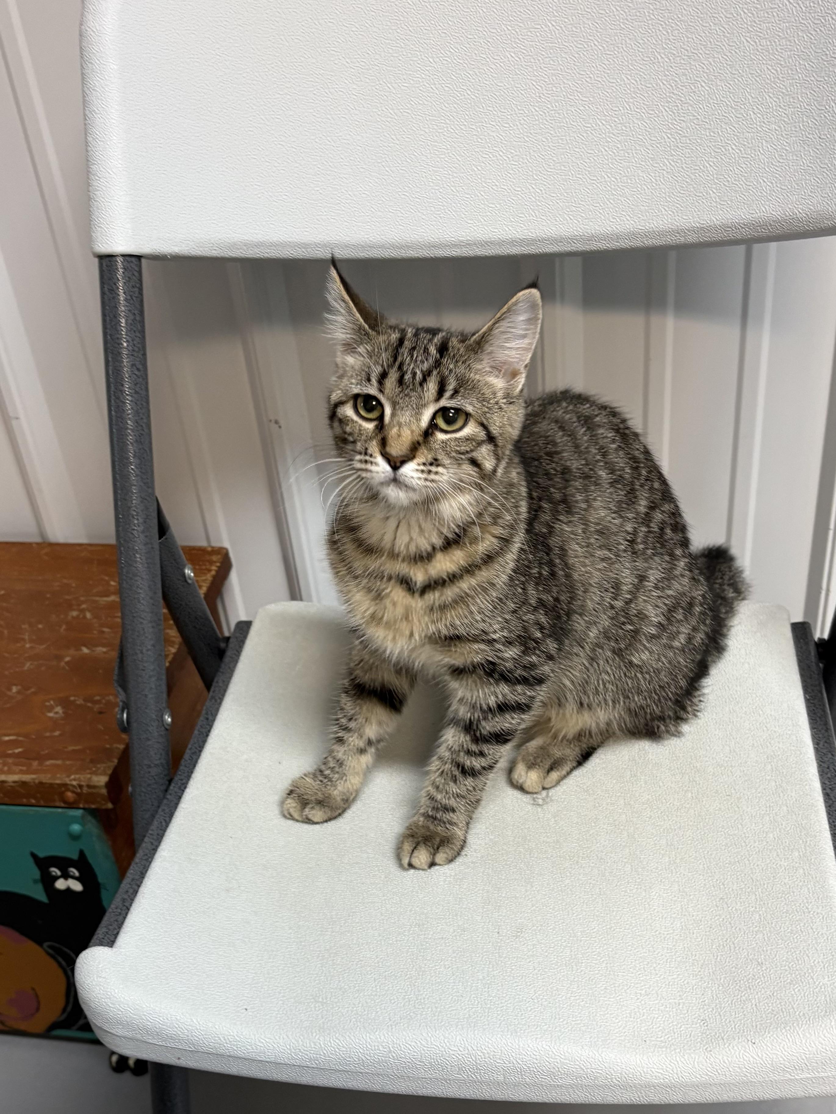 Evie, Adoptable, Young Female American Shorthair.