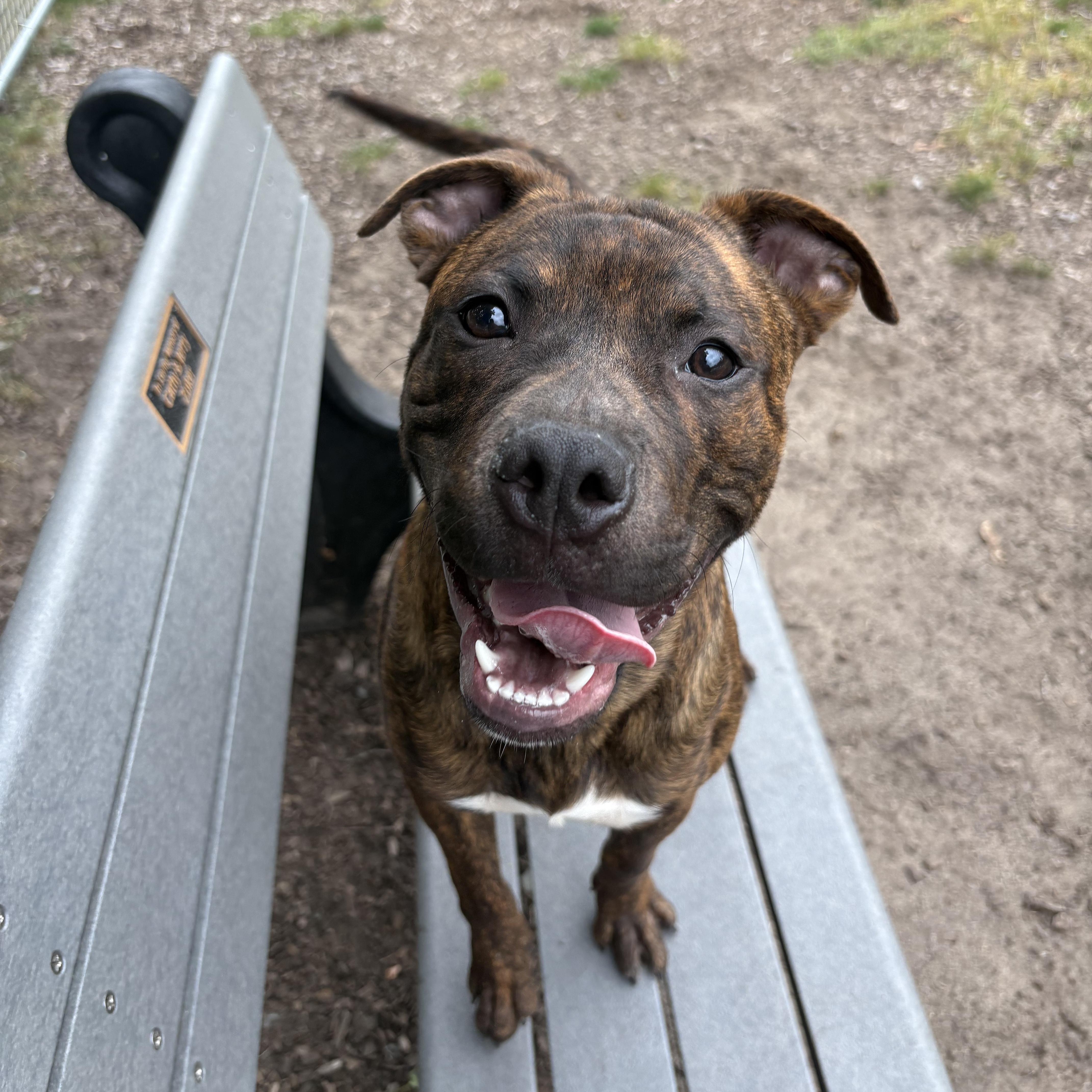 Enlarge Juda, a Adopted Mixed Breed in Mount Pleasant, MI image 3/5