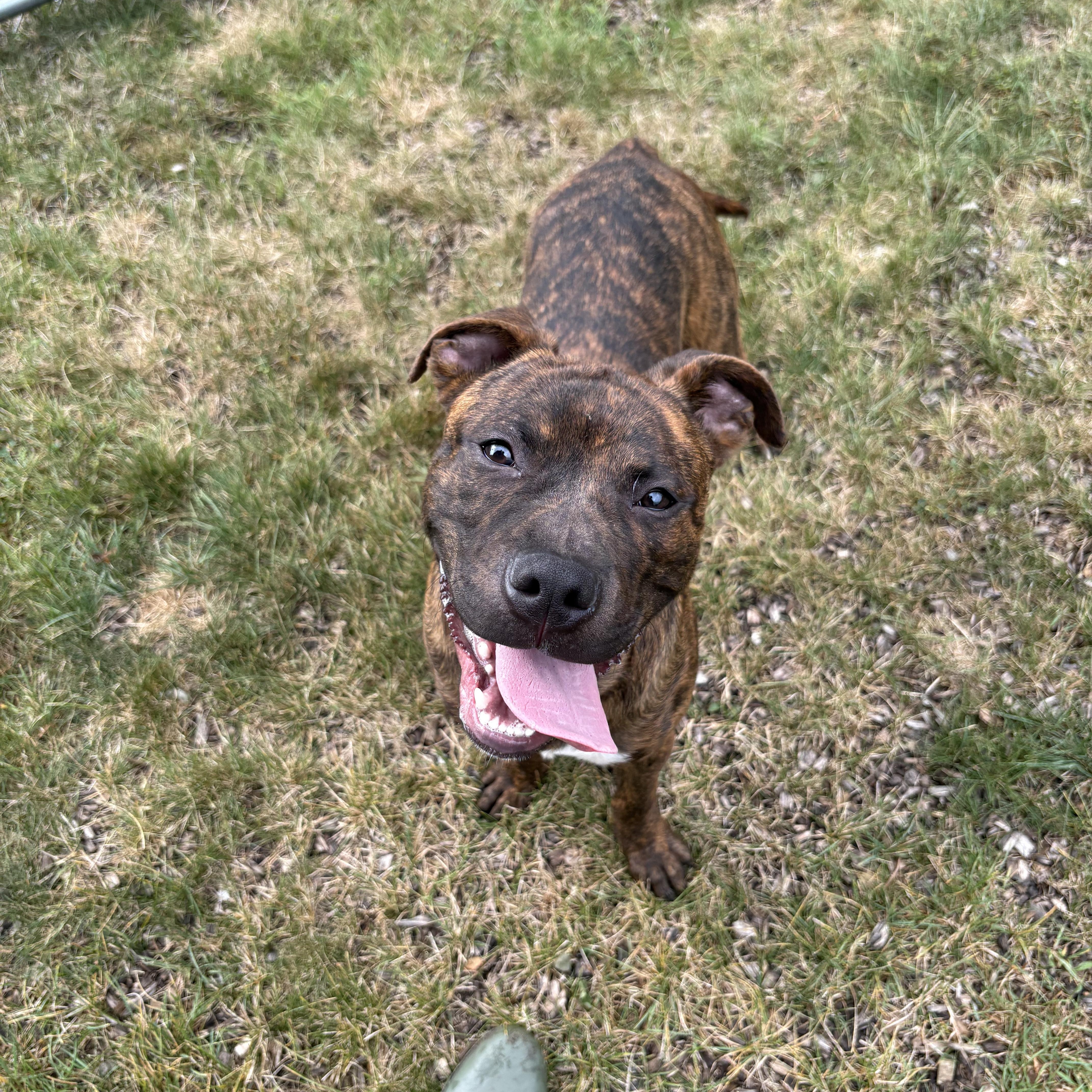 Enlarge Juda, a Adopted Mixed Breed in Mount Pleasant, MI image 2/5