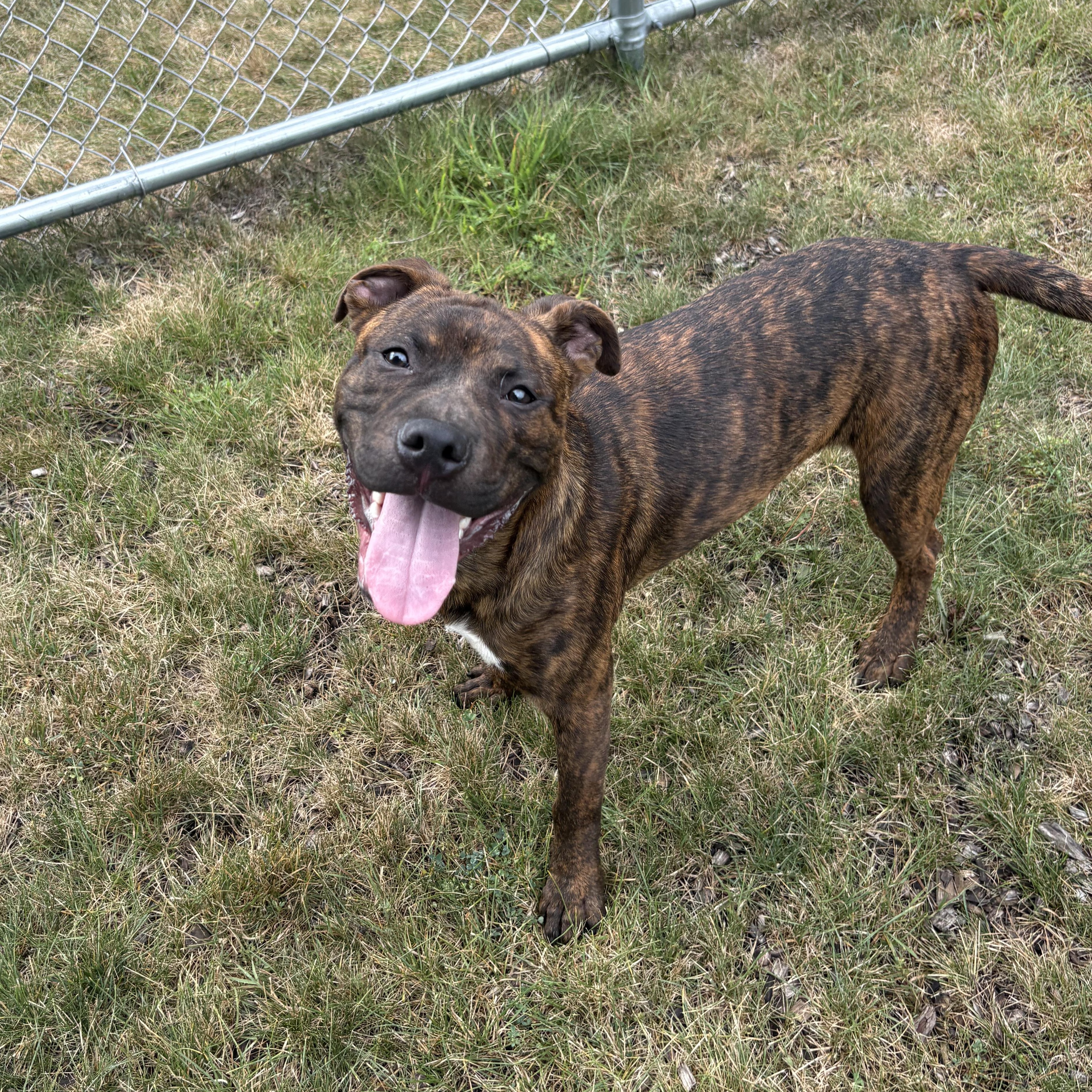 Enlarge Juda, a Adopted Mixed Breed in Mount Pleasant, MI image 5/5