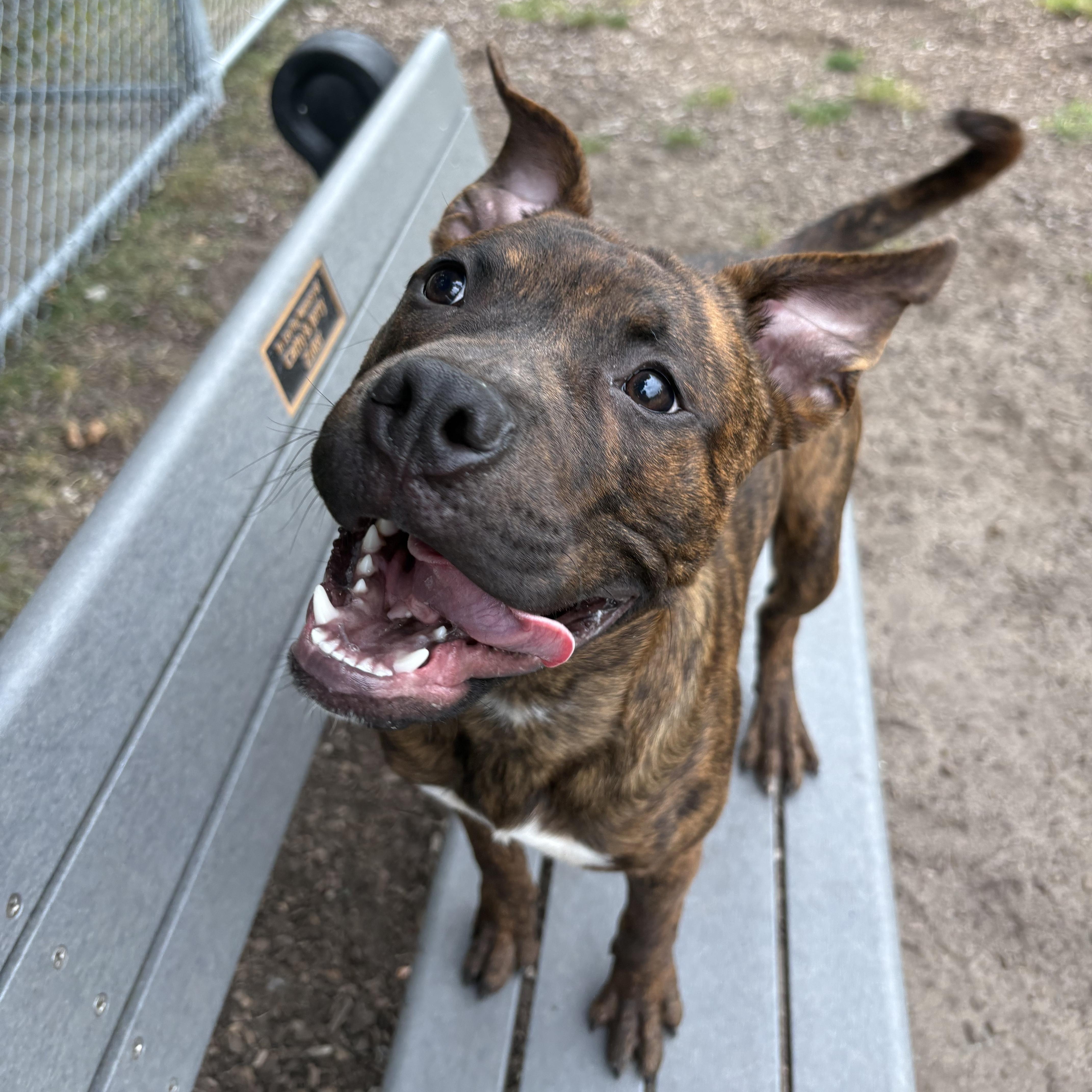 Enlarge Juda, a Adopted Mixed Breed in Mount Pleasant, MI image 4/5