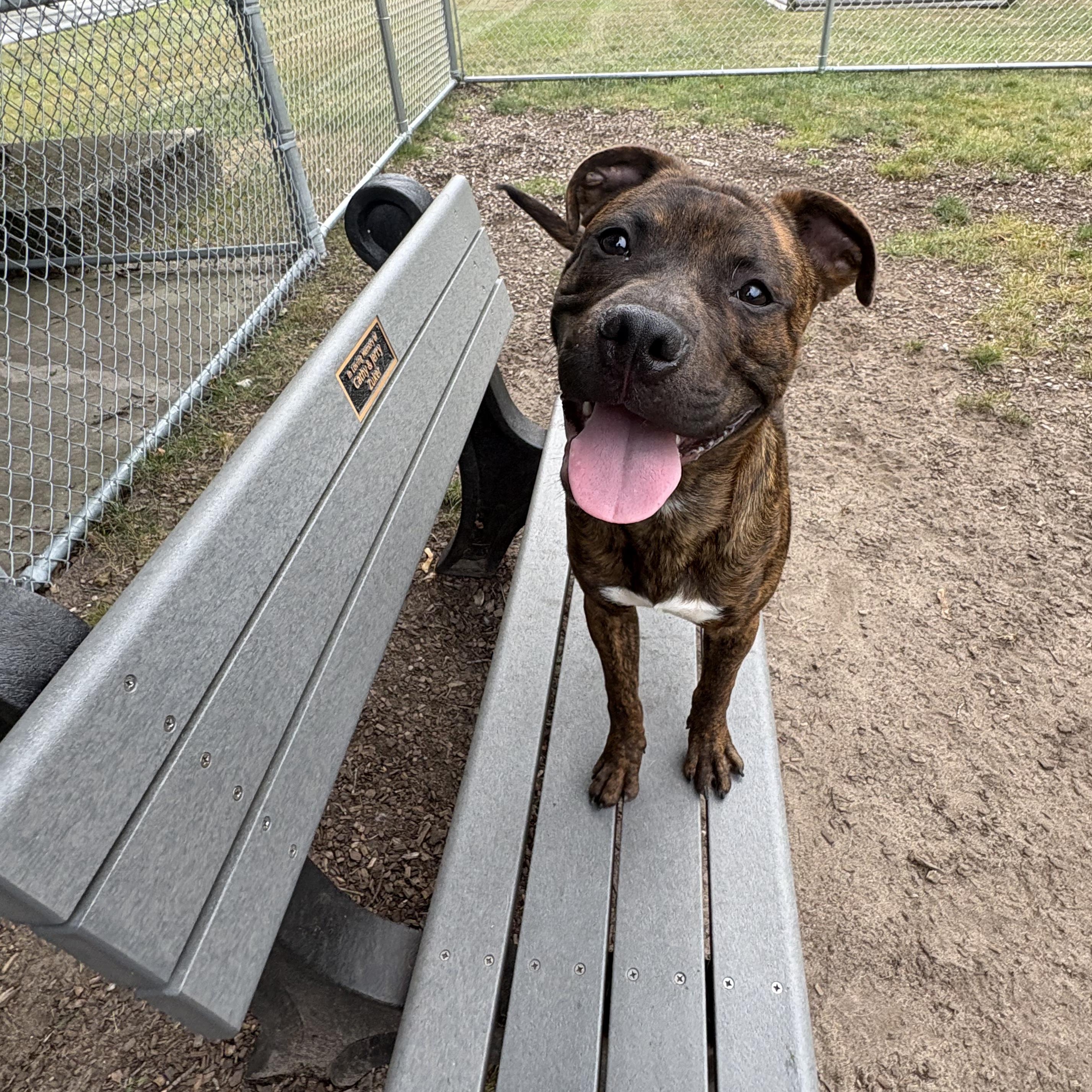 Juda, Adopted, Young Male Mixed Breed.