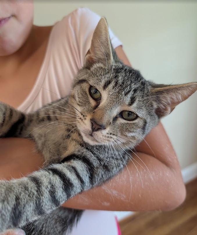 *Tim, Adopted, Kitten Male Domestic Short Hair.