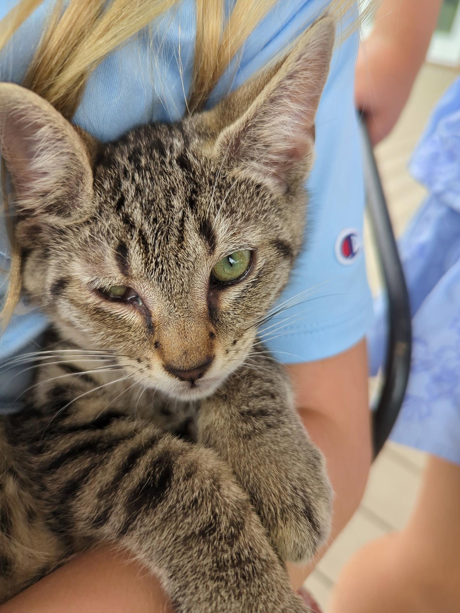 *Tim, a Adopted Domestic Short Hair in Forest, VA image 2/2