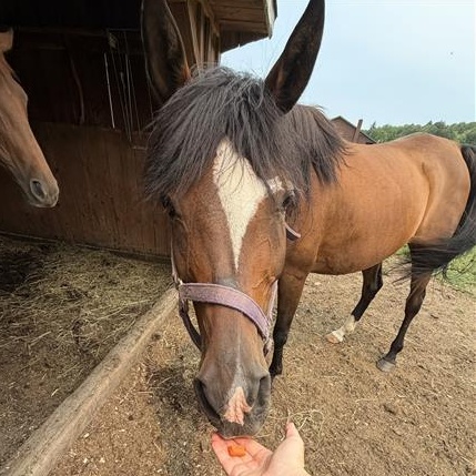 Jasmine, a ADOPTABLE Arabian in Cooperstown, NY image 4/4