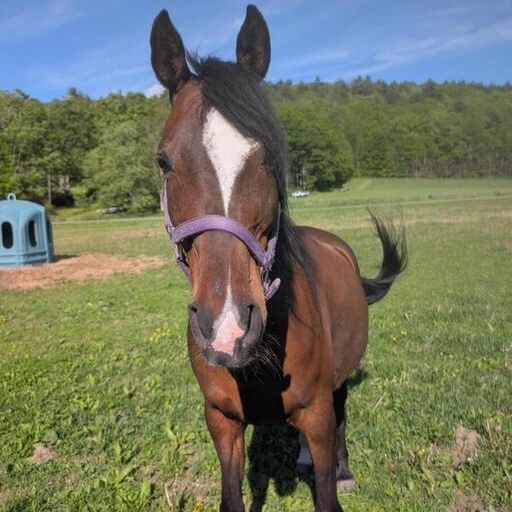 Jasmine, ADOPTABLE, Adult Female Arabian.