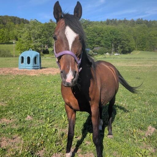 Jasmine, a ADOPTABLE Arabian in Cooperstown, NY image 2/3