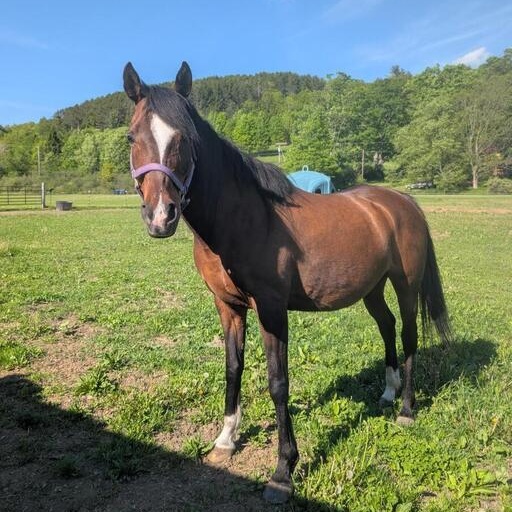 Jasmine, a ADOPTABLE Arabian in Cooperstown, NY image 3/3