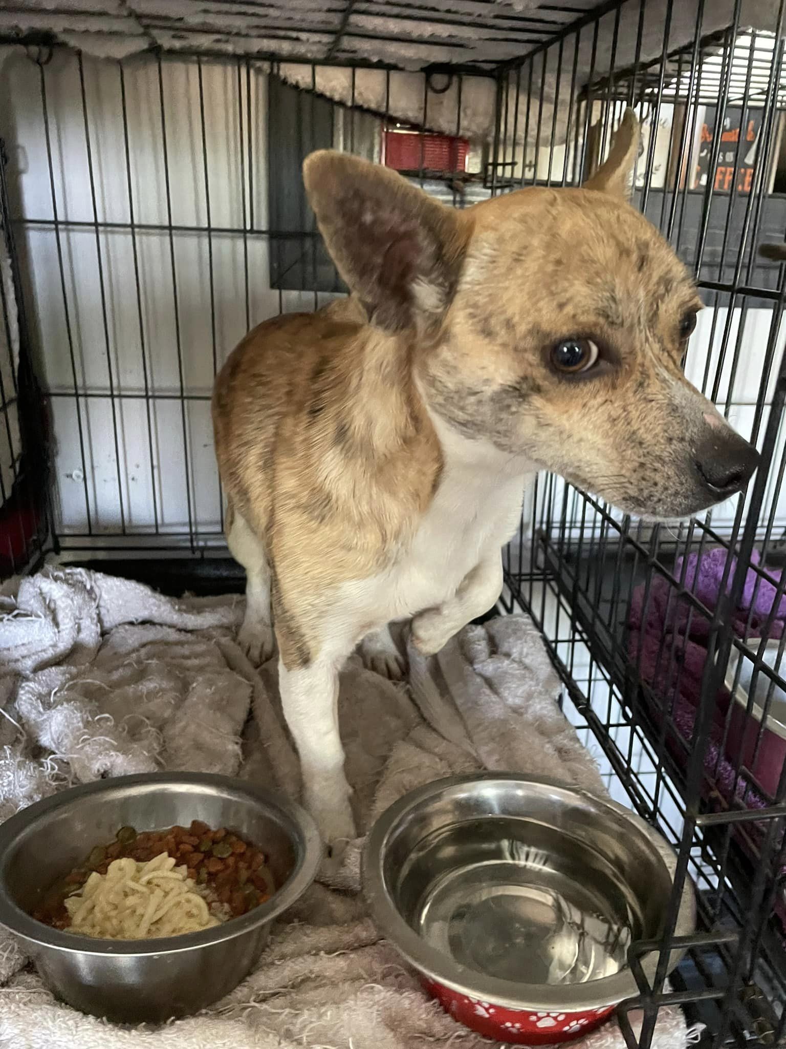Tony, Adult Male Chihuahua