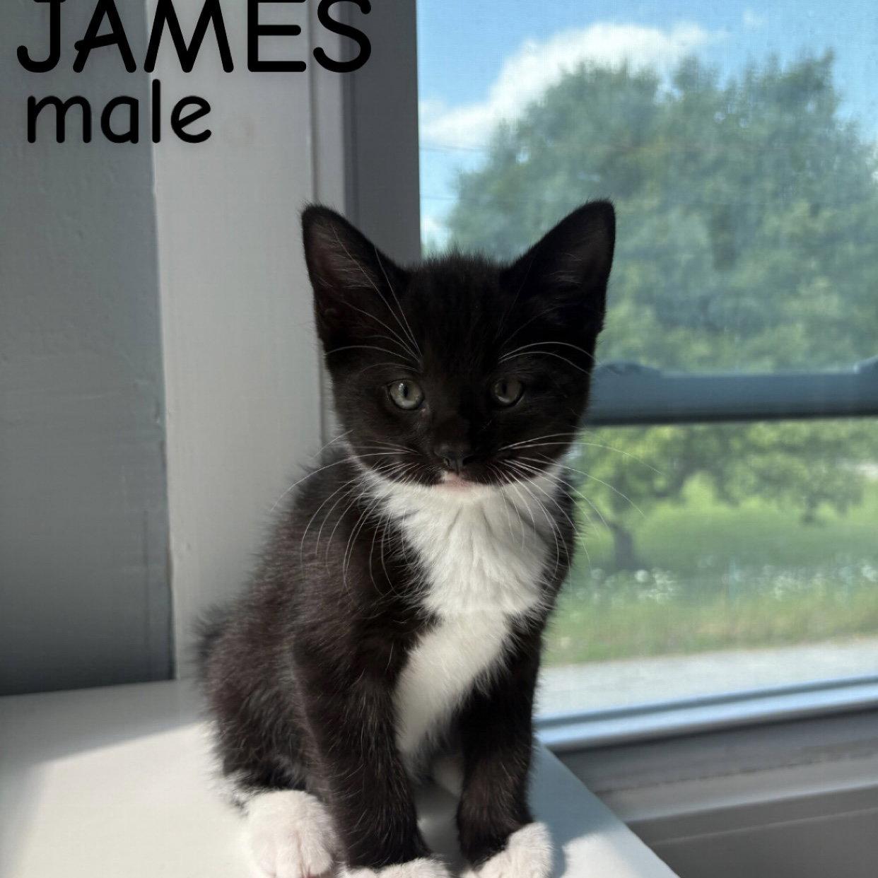 James, Adoptable, Kitten Male Domestic Short Hair.