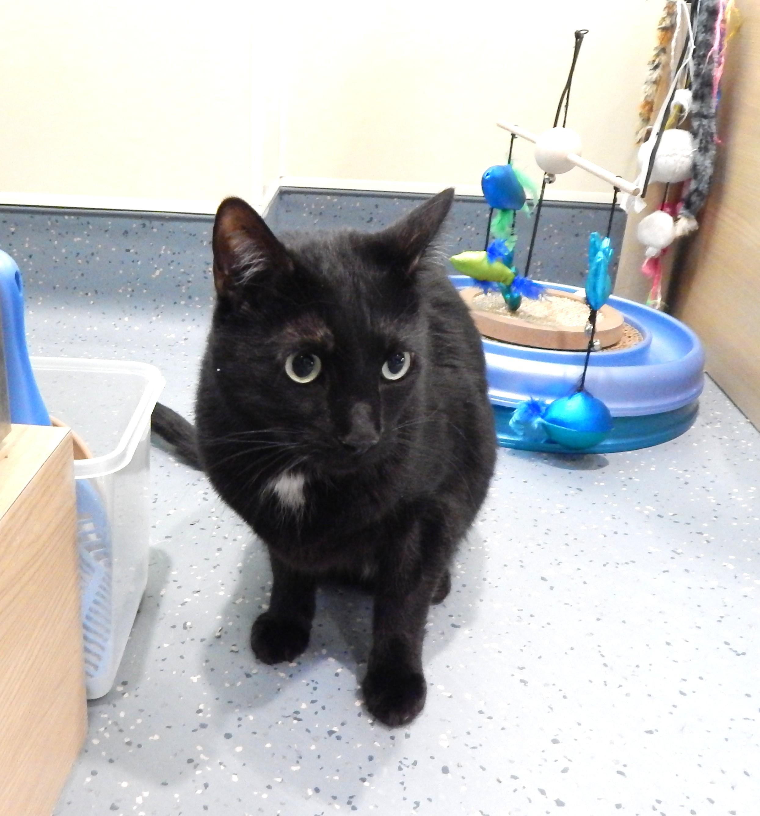 Enlarge Simba, a ADOPTABLE Domestic Short Hair in Mesquite, NV image 2/2