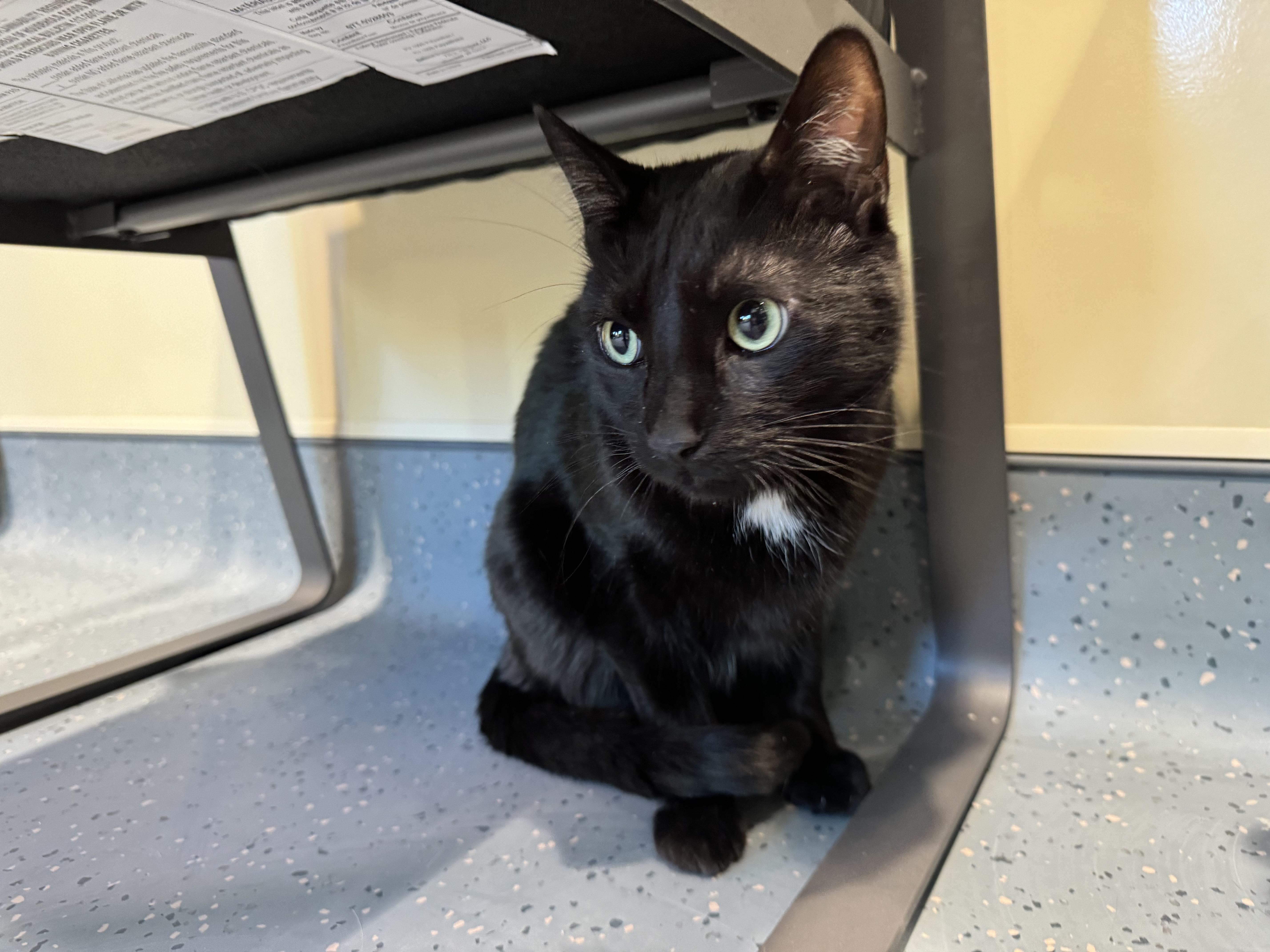 Simba, ADOPTABLE, Adult Male Domestic Short Hair.