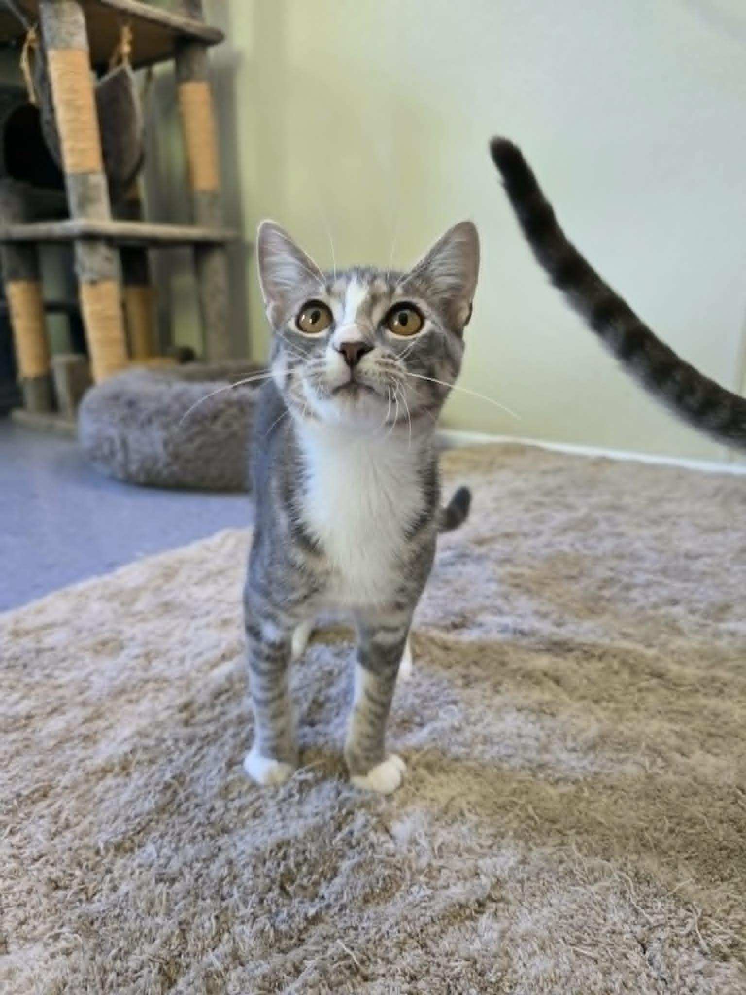 Enlarge Kimchi, a ADOPTABLE Domestic Short Hair in Umatilla, FL image 3/5