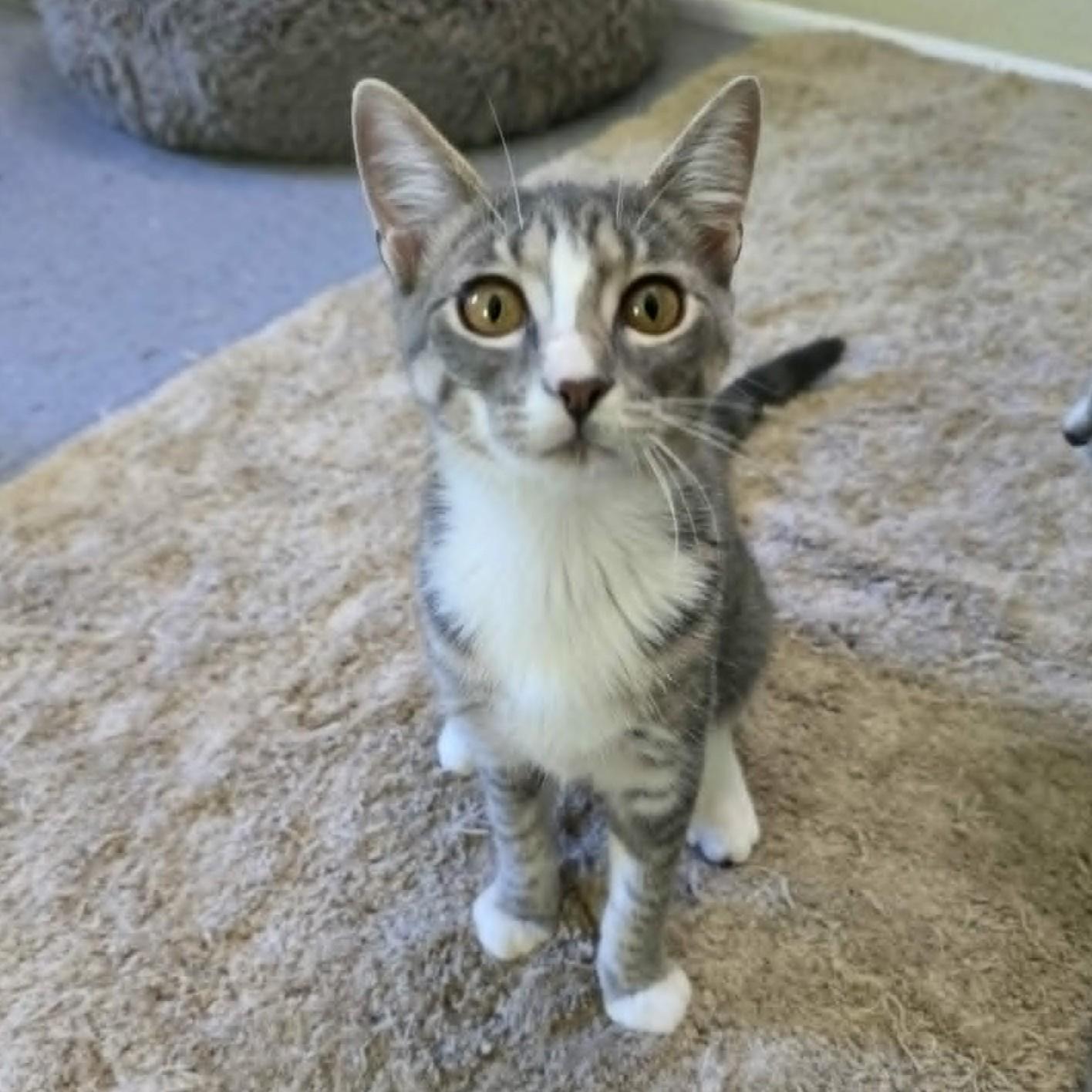 Kimchi, ADOPTABLE, Young Female Domestic Short Hair.