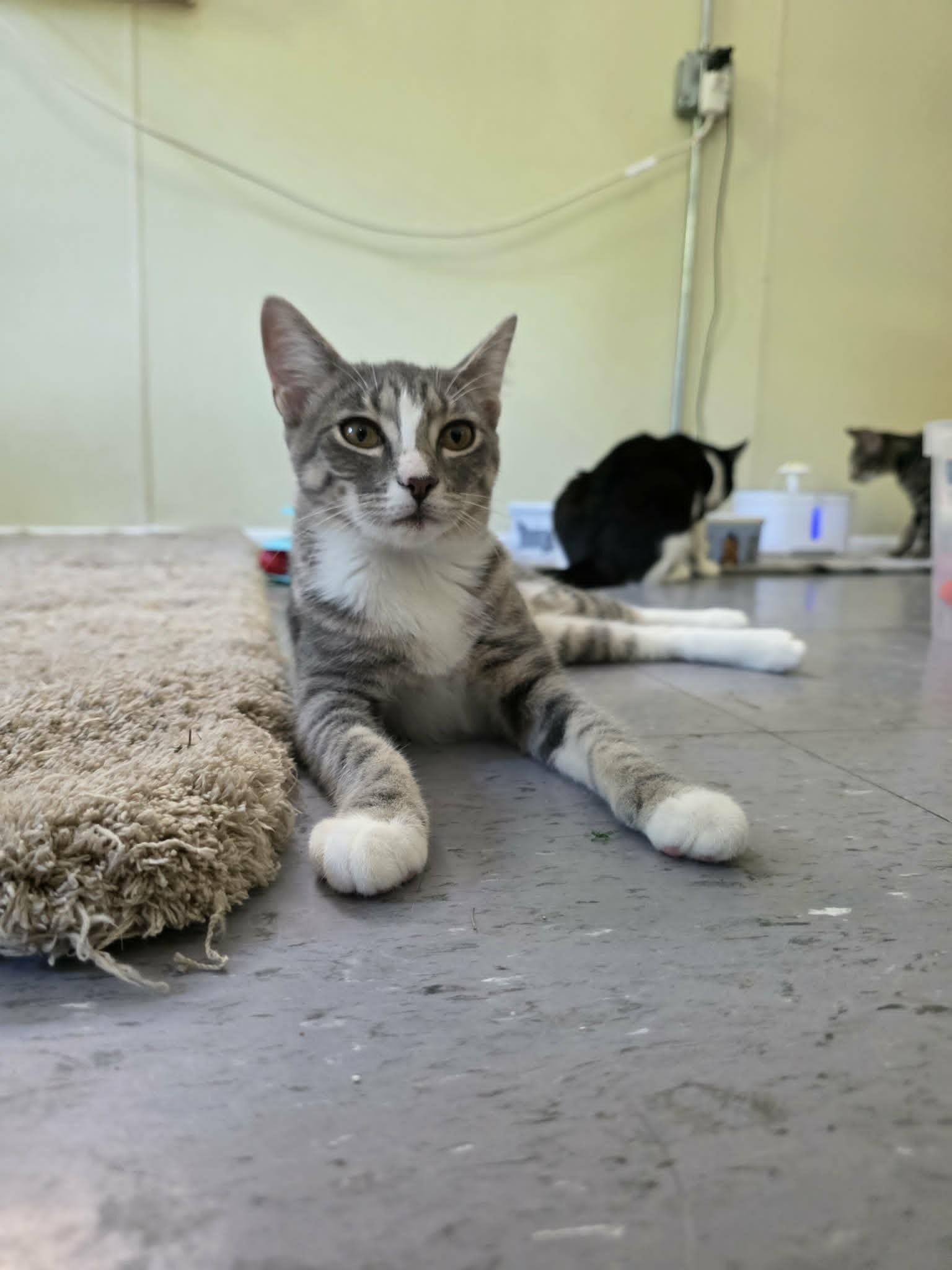 Enlarge Kimchi, a ADOPTABLE Domestic Short Hair in Umatilla, FL image 2/5