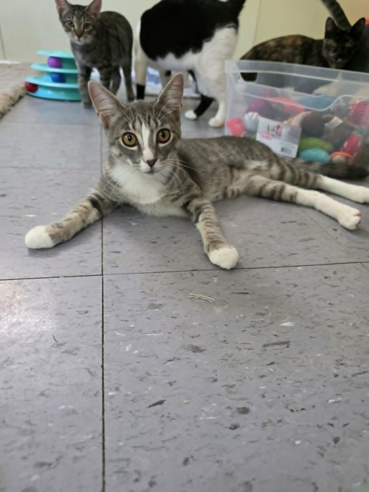Enlarge Kimchi, a ADOPTABLE Domestic Short Hair in Umatilla, FL image 4/5