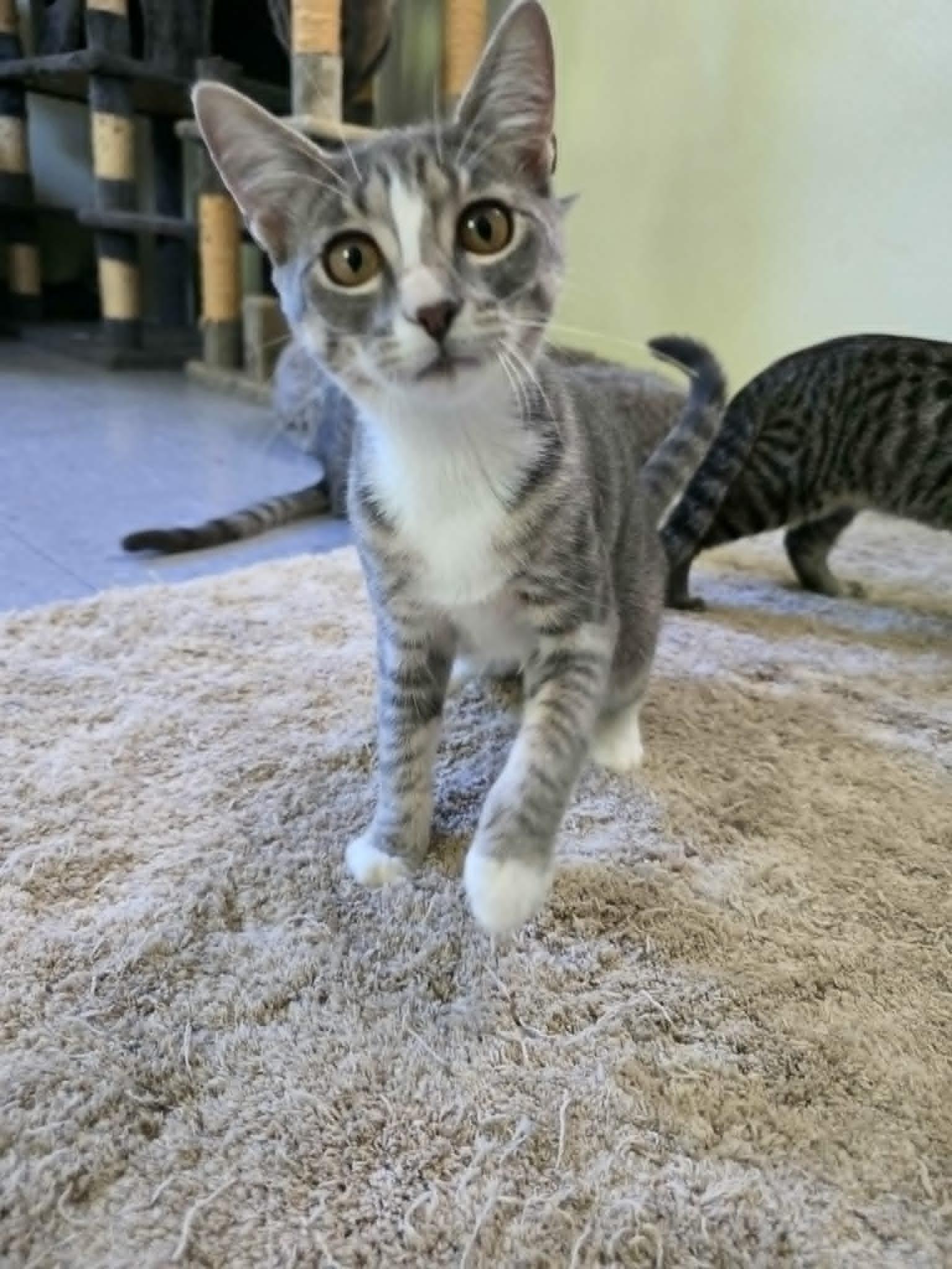 Enlarge Kimchi, a ADOPTABLE Domestic Short Hair in Umatilla, FL image 5/5