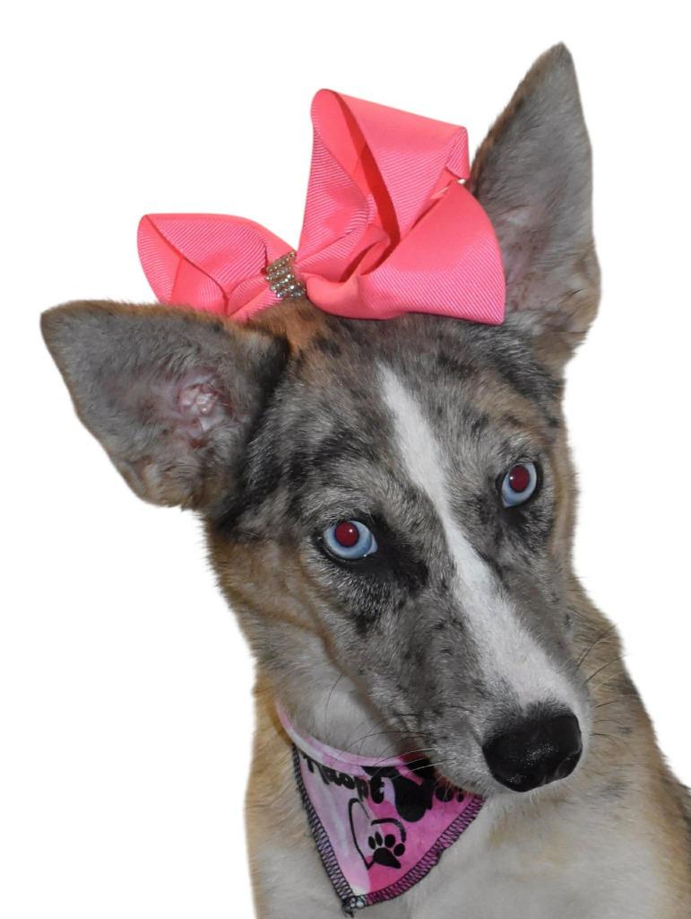 Ginger, Adoptable, Young Female Husky.