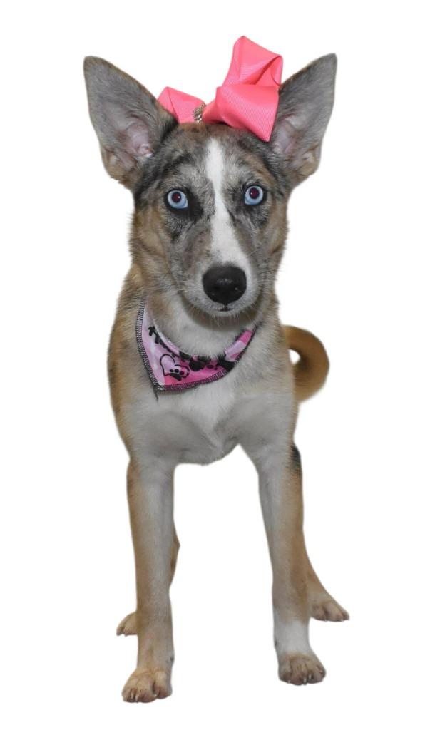 Enlarge Ginger, a Adoptable Husky in Springfield, OH image 2/5