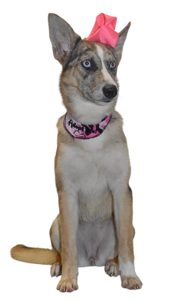 Enlarge Ginger, a Adoptable Husky in Springfield, OH image 4/5