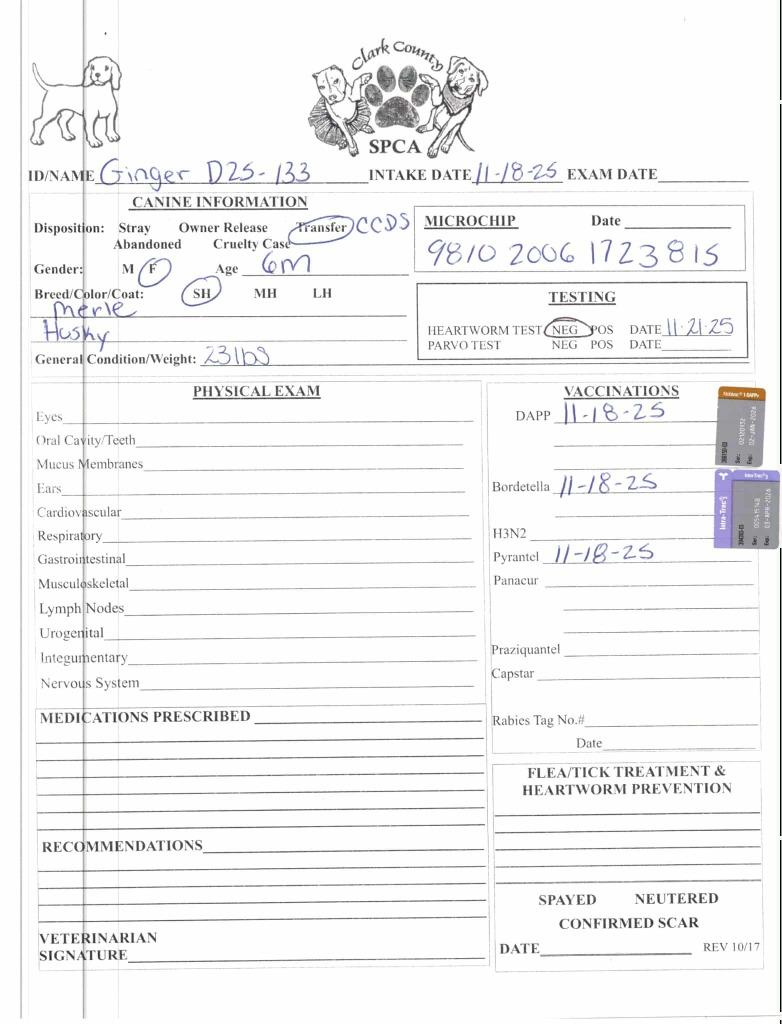 Enlarge Ginger, a Adoptable Husky in Springfield, OH image 5/5