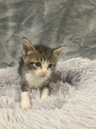 Waylon, Adoptable, Kitten Male Domestic Short Hair & Domestic Short Hair.